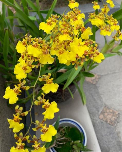 長得像鳥的花|6種罕見植物，開花像一隻吉祥鳥，見者有福